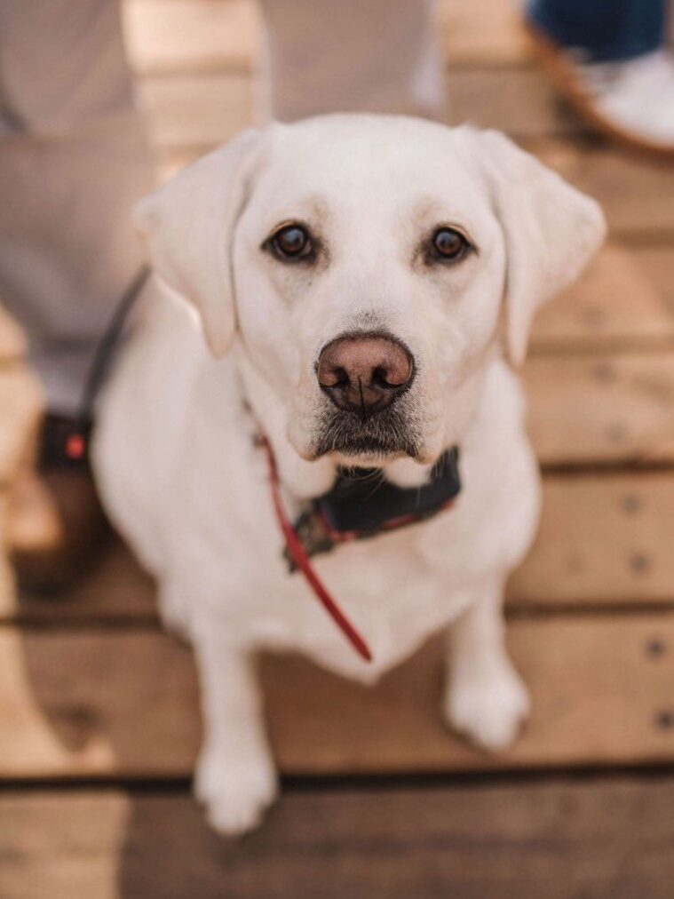 Marcus' Pup Headshot