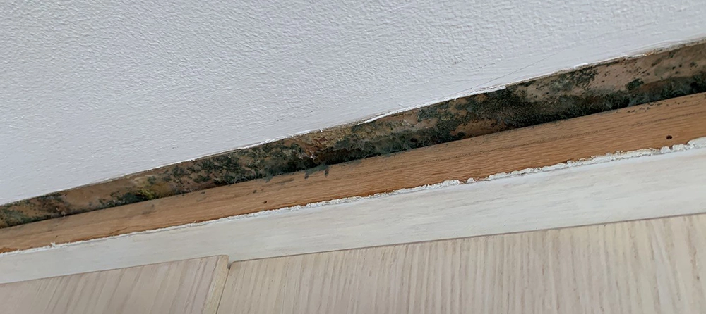 Visible Ceiling Mold